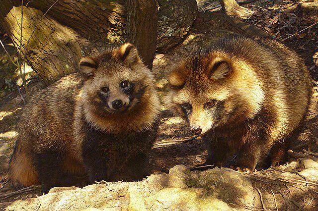 ilustrasi tanuki (commons.wikimedia/663highland)