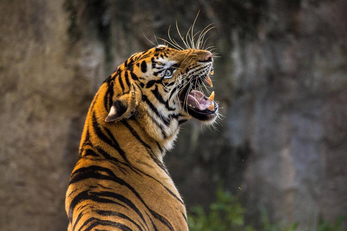 Harimau (pixabay.com/TeeFarm)