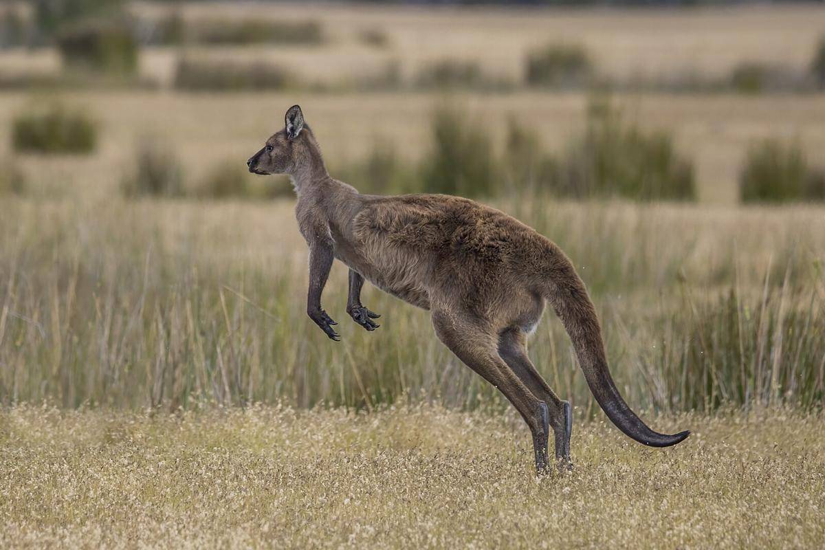 Kangaroo_Island_Western_grey_kangaroo_(Macropus_fuliginosus_fuliginosus)_hopping.jpg