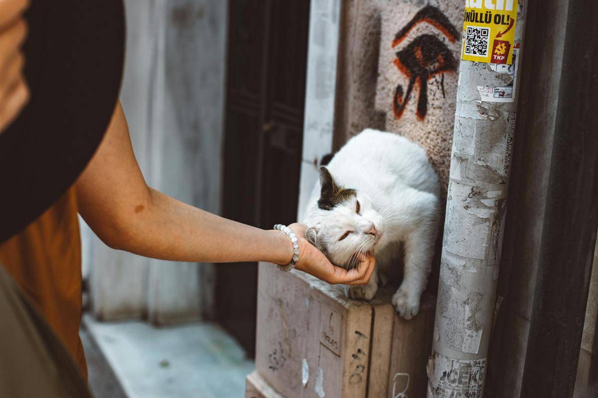 ilustrasi kucing
