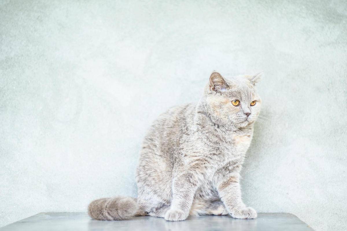 ilustrasi kucing (pexels.com/Alina Vilchenko)