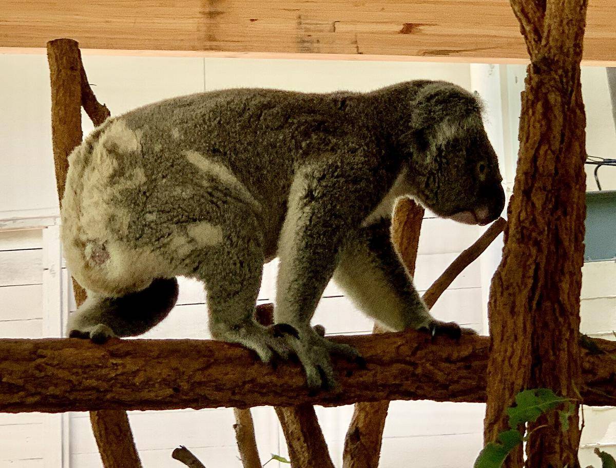 potret koala di Lone Pine Koala Sanctuary (commons.wikimedia.org/Kgbo)