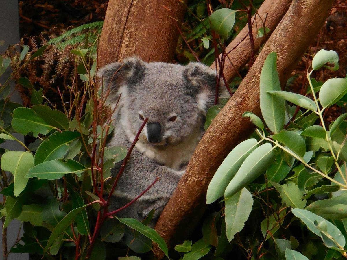 potret koala di Lone Pine Koala Sanctuary (pexels.com/Pixabay)