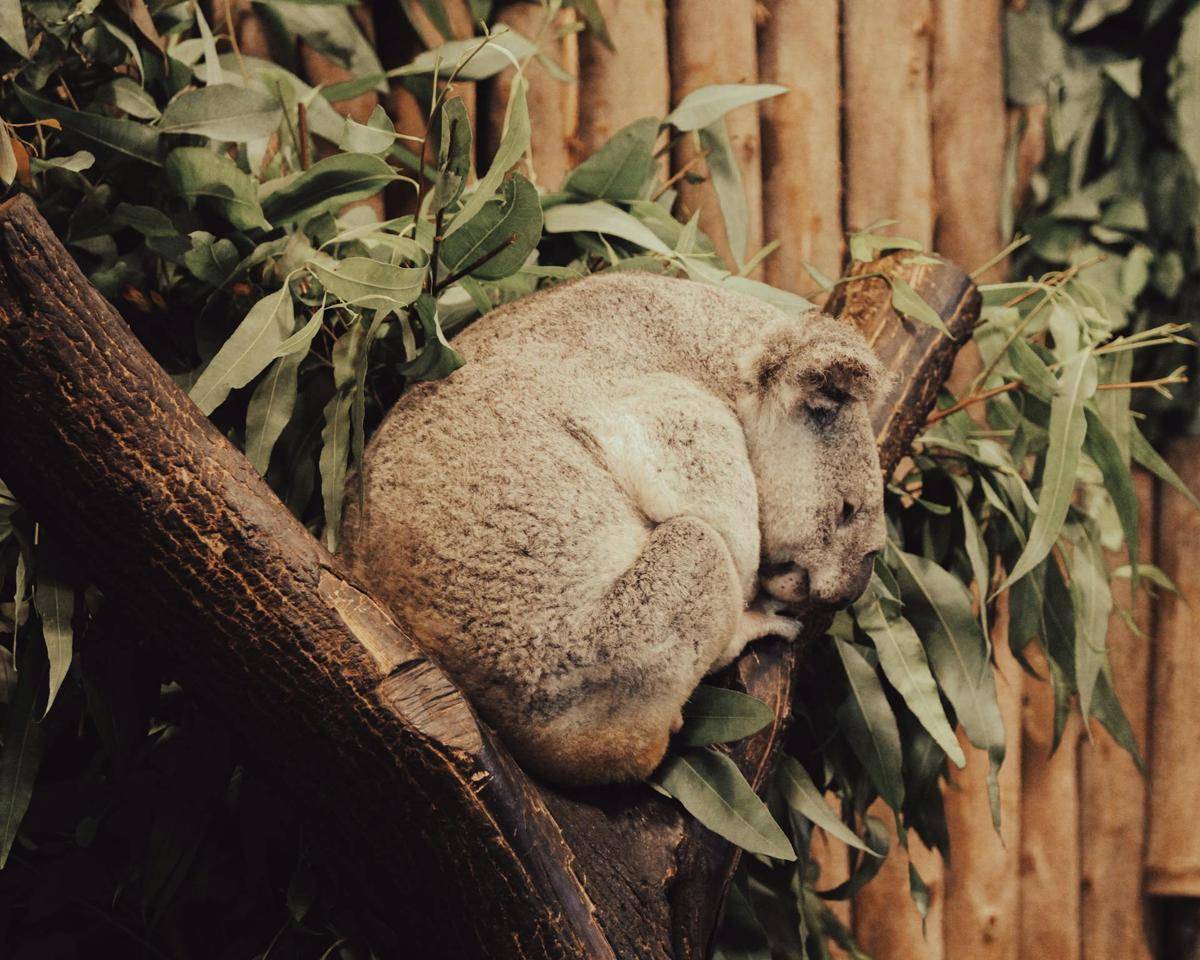 potret koala di Lone Pine Koala Sanctuary (pexels.com/Mehmet Turgut Kirkgoz)