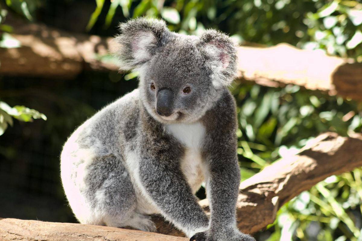 potret koala di Lone Pine Koala Sanctuary (pexels.com/Flip Side)