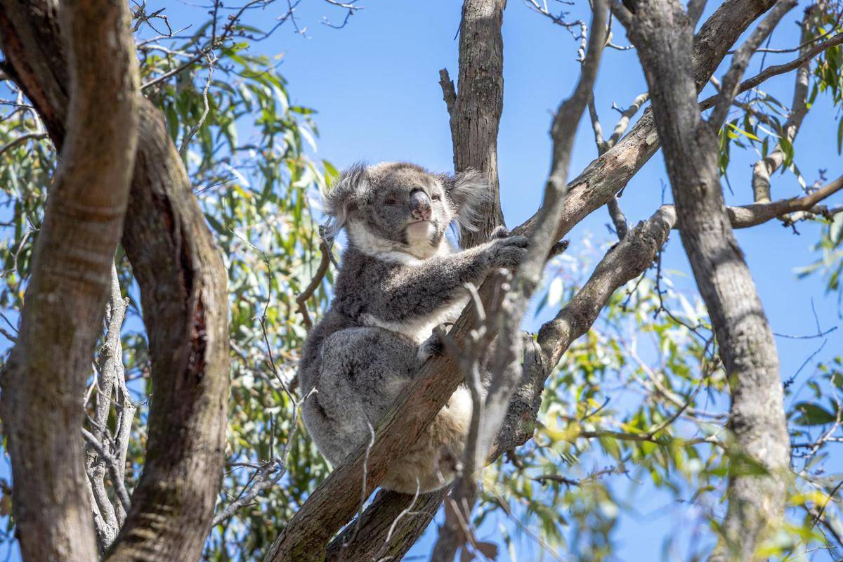 potret koala di Lone Pine Koala Sanctuary (pexels.com/Lukas Kloeppel)