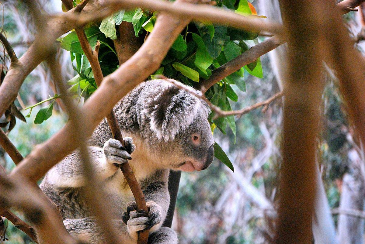 potret koala di Lone Pine Koala Sanctuary (commons.wikimedia.org/Julien De meyer)