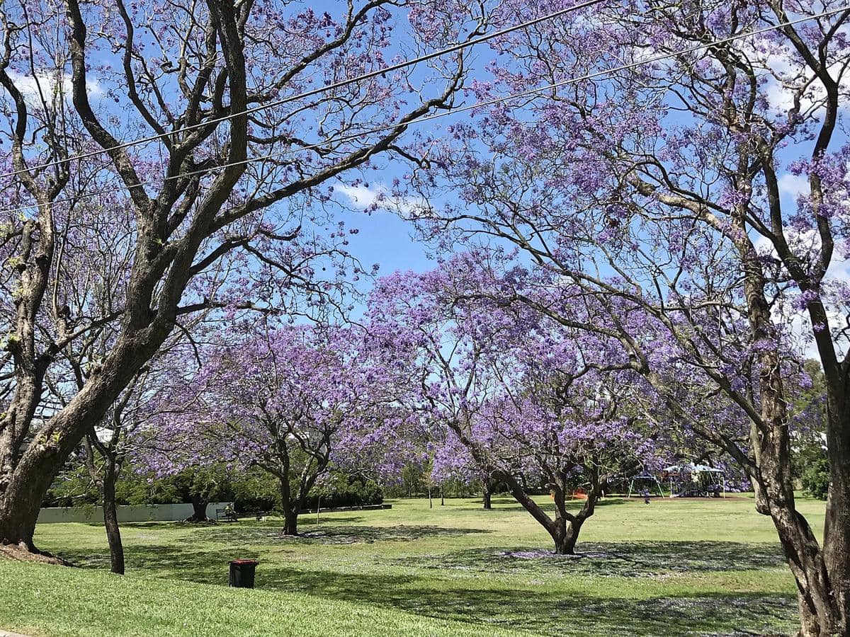 potret Gordon Thomson Park, Australia 