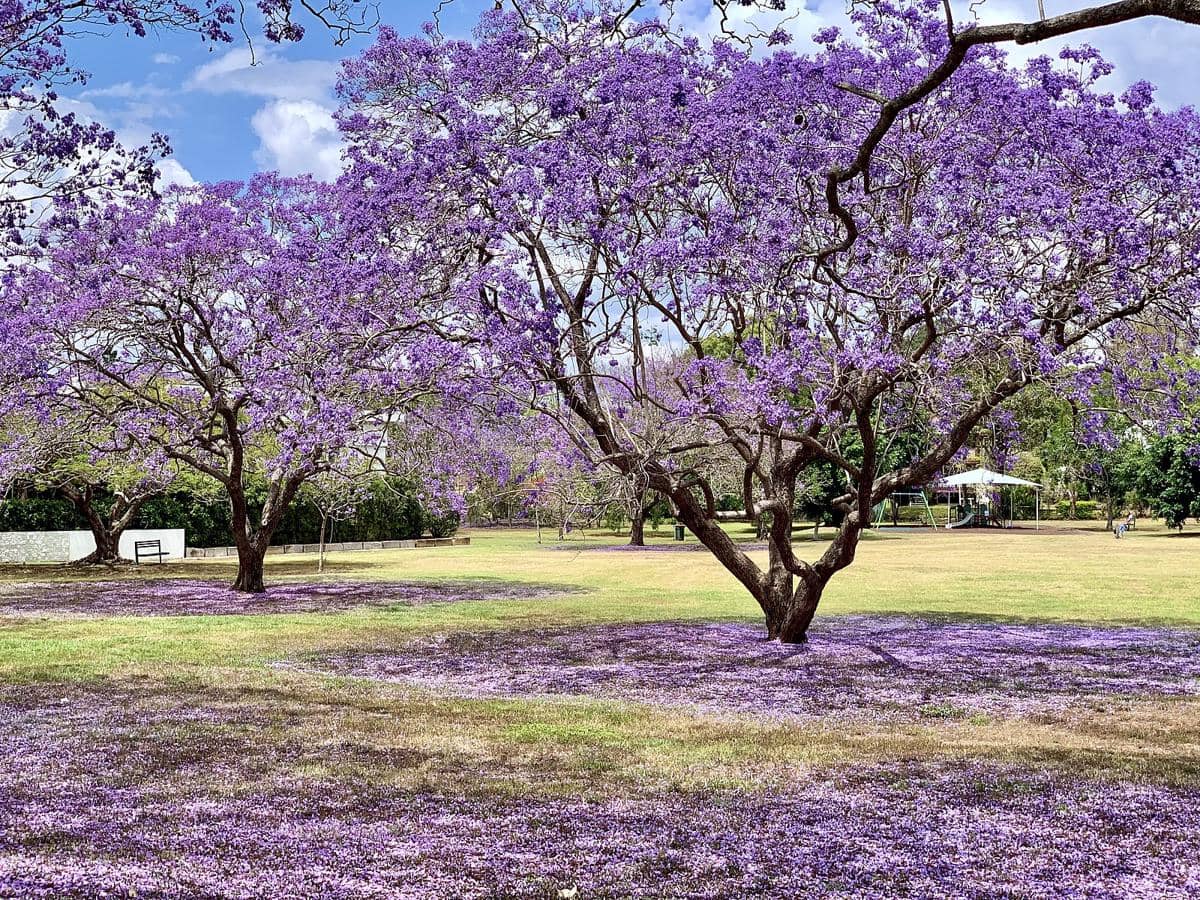 potret musim semi di Queensland