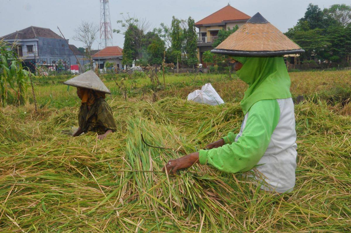 inisiatif program beras regional di Indonesia (dok. FAO Indonesia/Harriansyah)