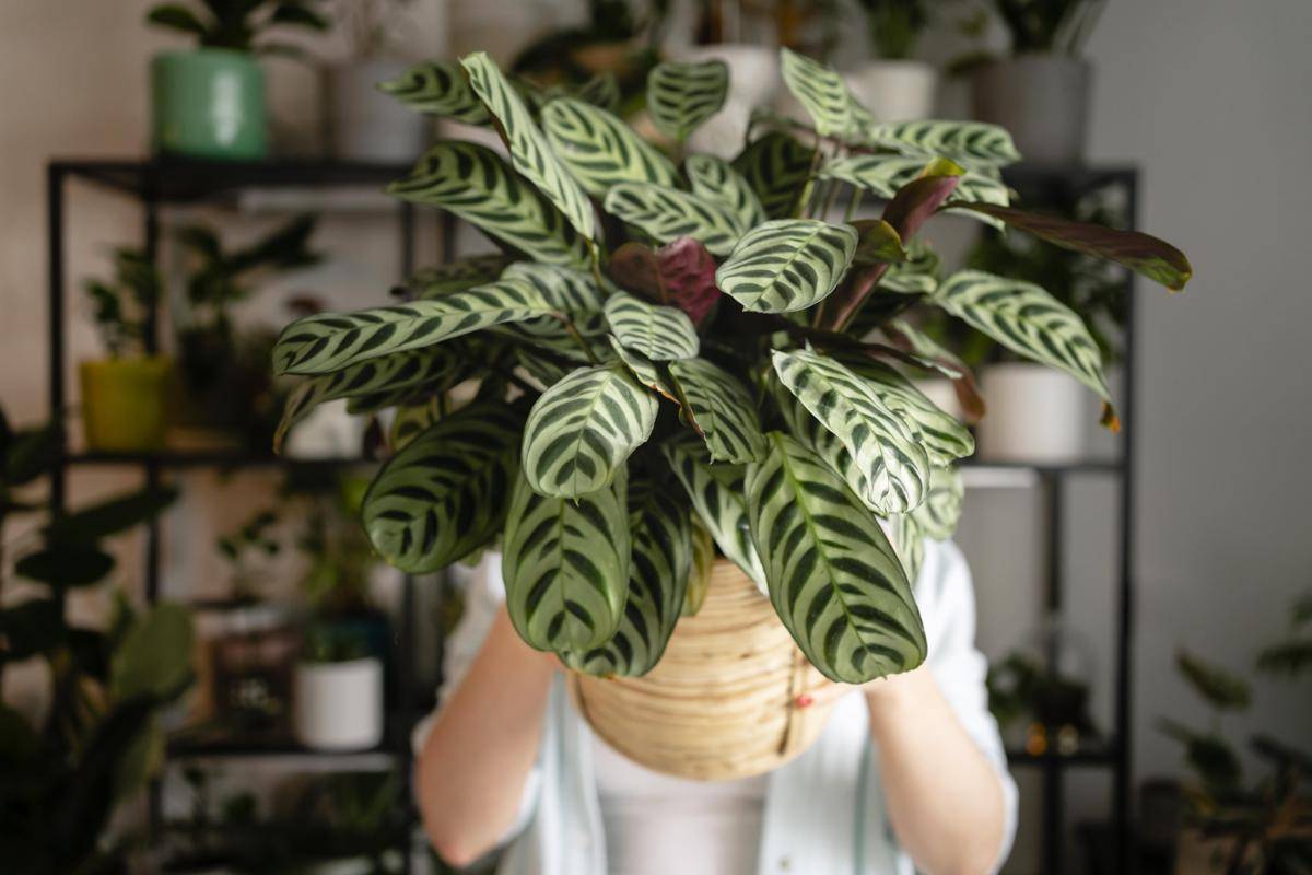 ilustrasi Calathea makoyana (freepik.com/Freepik)
