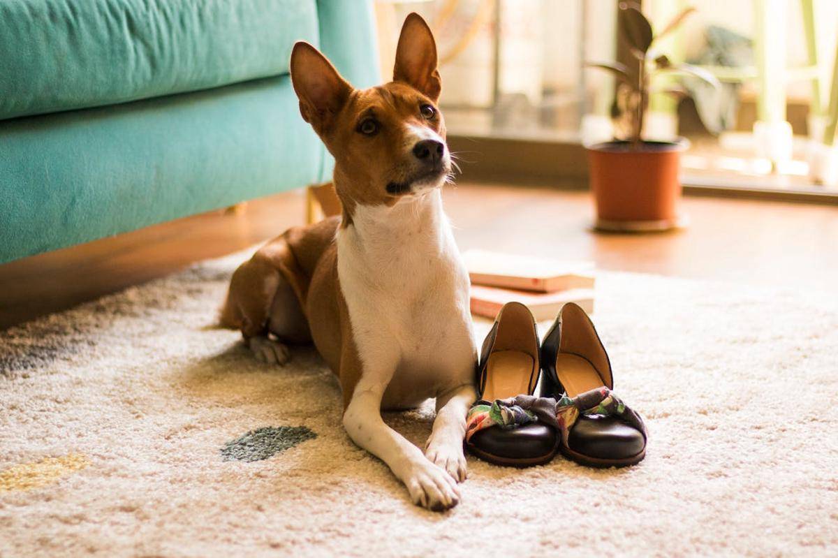 ilustrasi anjing ras Basenji (pexels.com/Iza Ponchie)