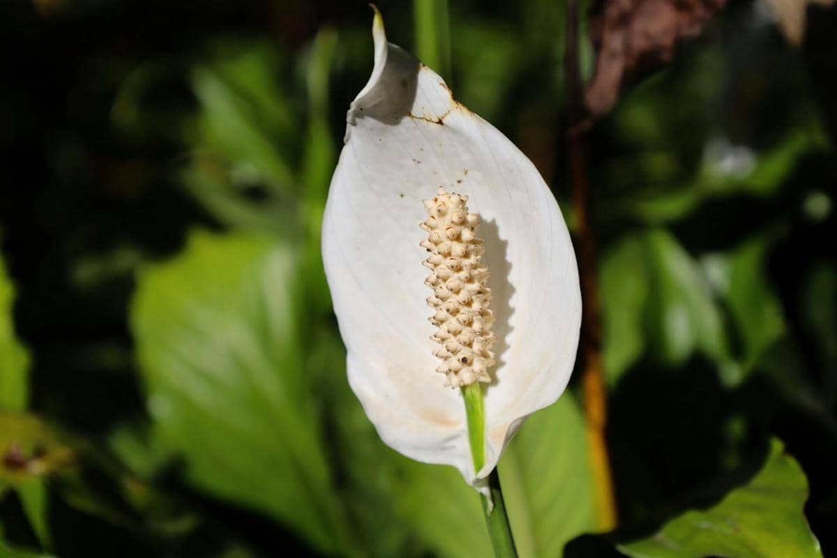 ilustrasi tanaman peace lily (unsplash.com/Jaime Gusmao)