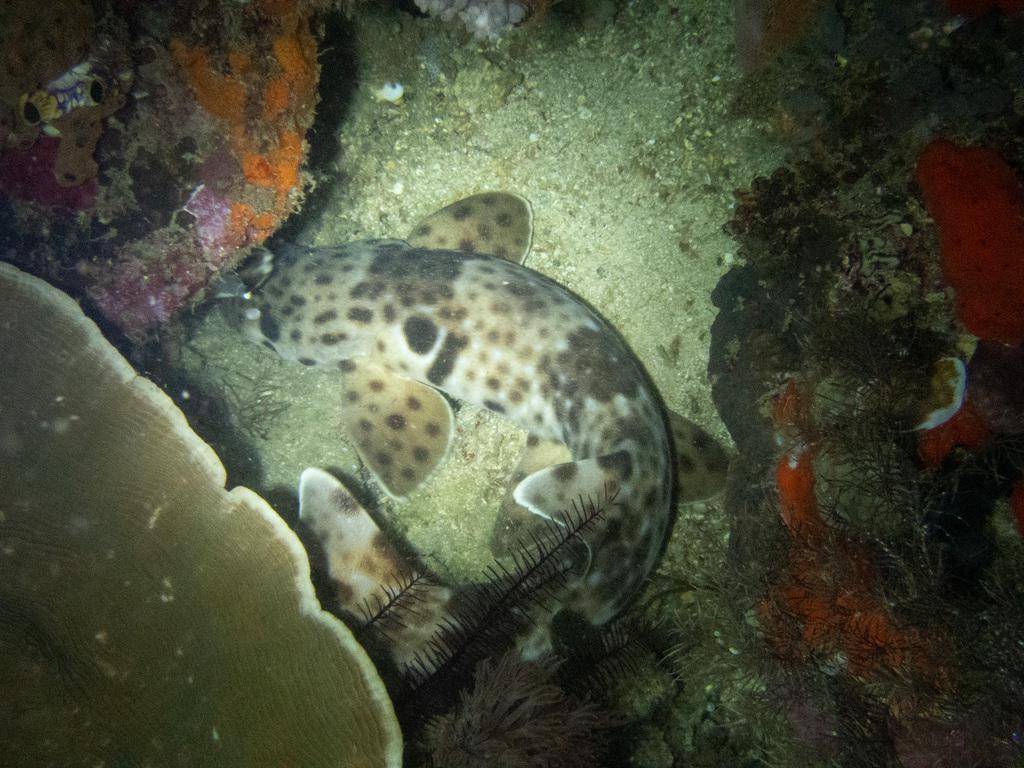 hiu karpet berbintik yang sedang bersembunyi di karang (inaturalist.org/jujuwild)