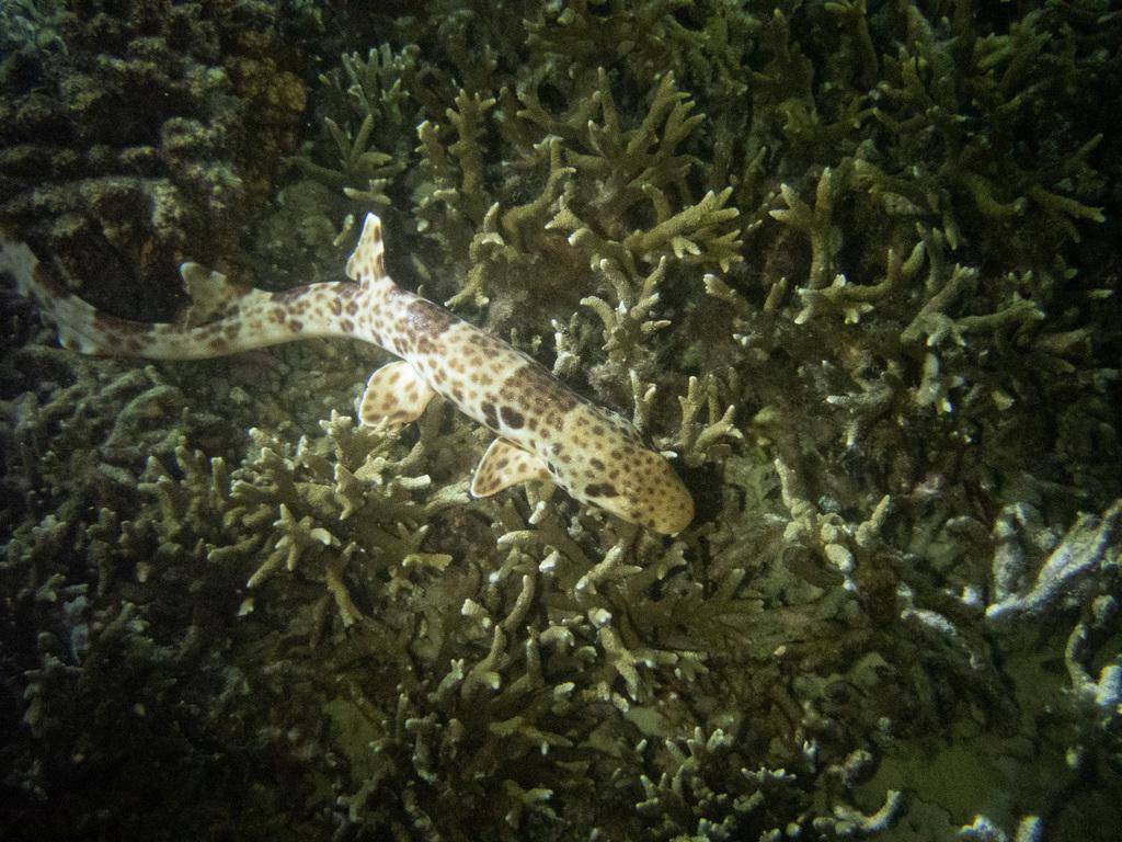 hiu karpet berbintik yang sedang berjalan (inaturalist.org/jujuwild)