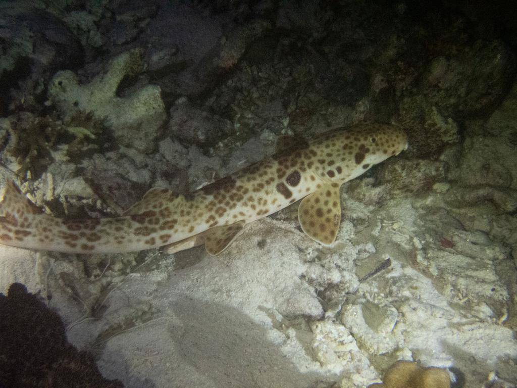 hiu karpet berbintik sedang mencari makan (inaturalist.org/jujuwild)