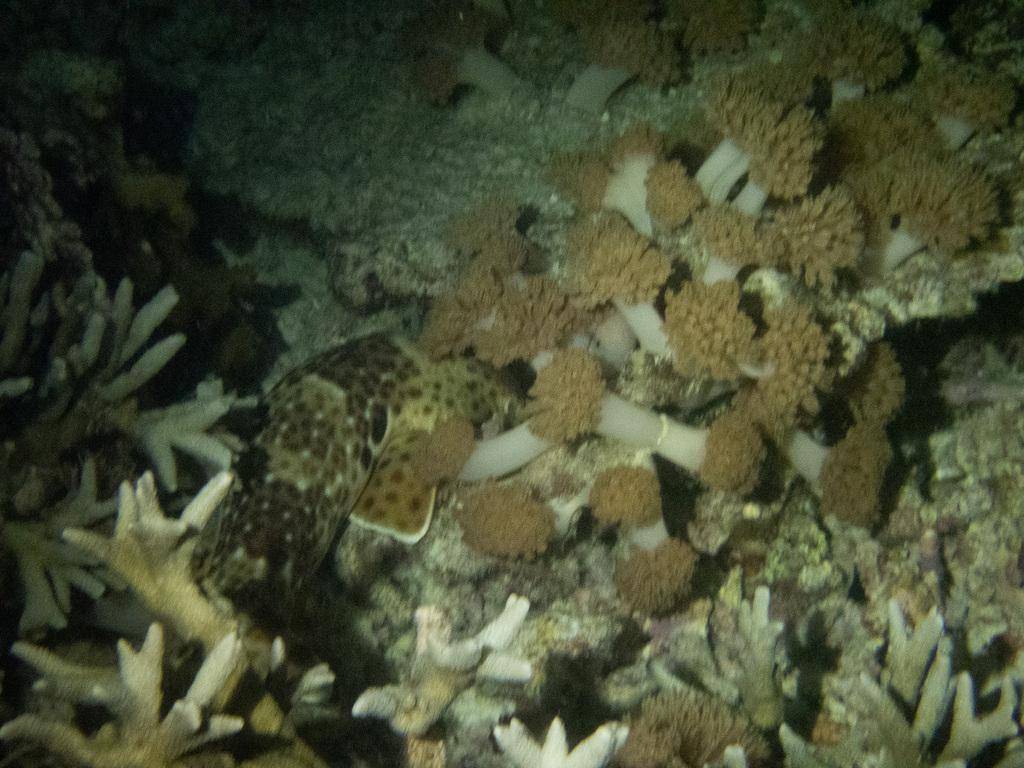 Warna tubuh hiu karpet berbintik cukup membaur dengan lingkungan sekitar sehingga sulit dideteksi. (inaturalist.org/jujuwild)
