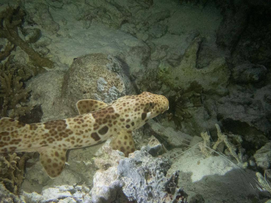 potret hiu karpet berbintik yang jadi hewan endemik Indonesia (inaturalist.org/jujuwild)