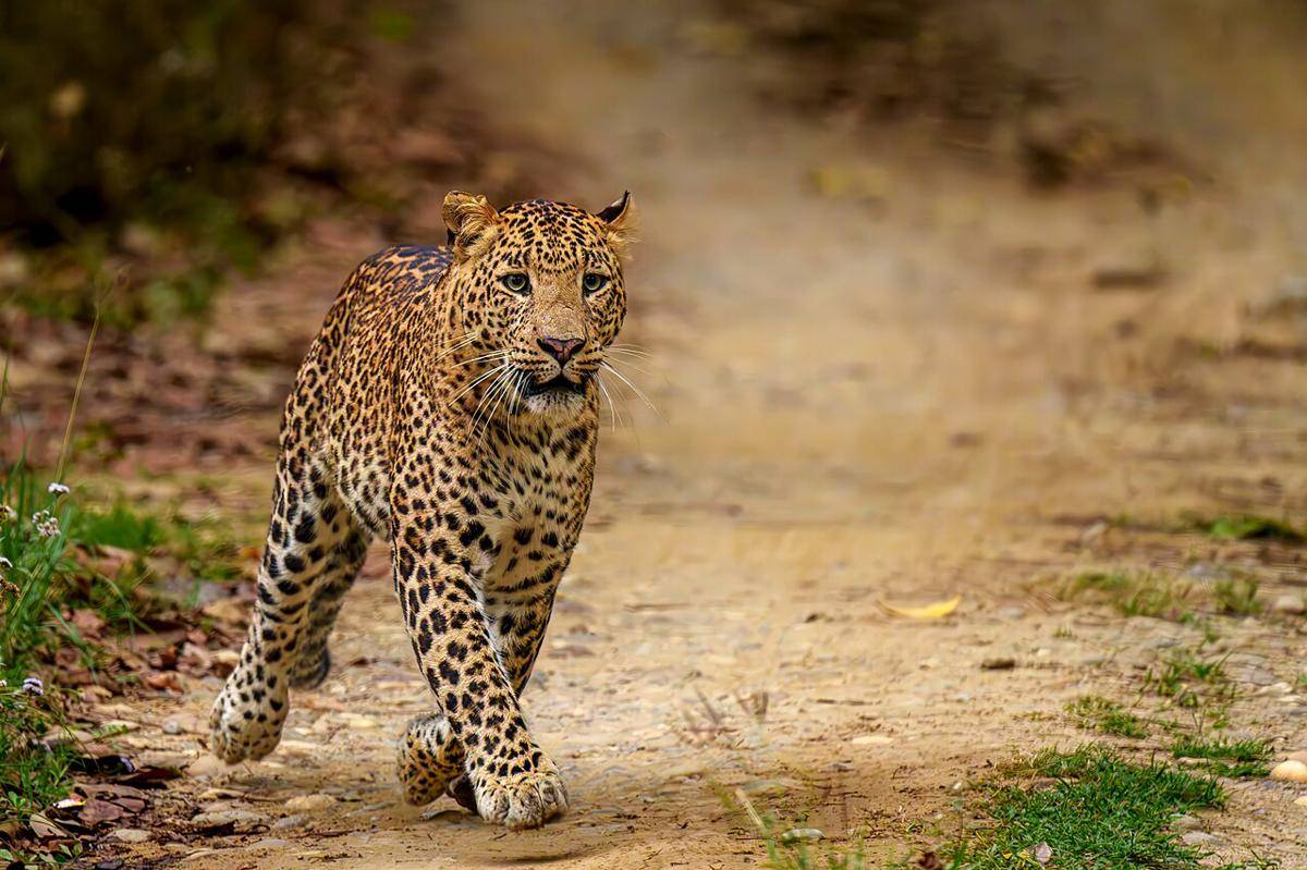 macan tutul (commons.wikimedia.org/Manandhar.amogha)
