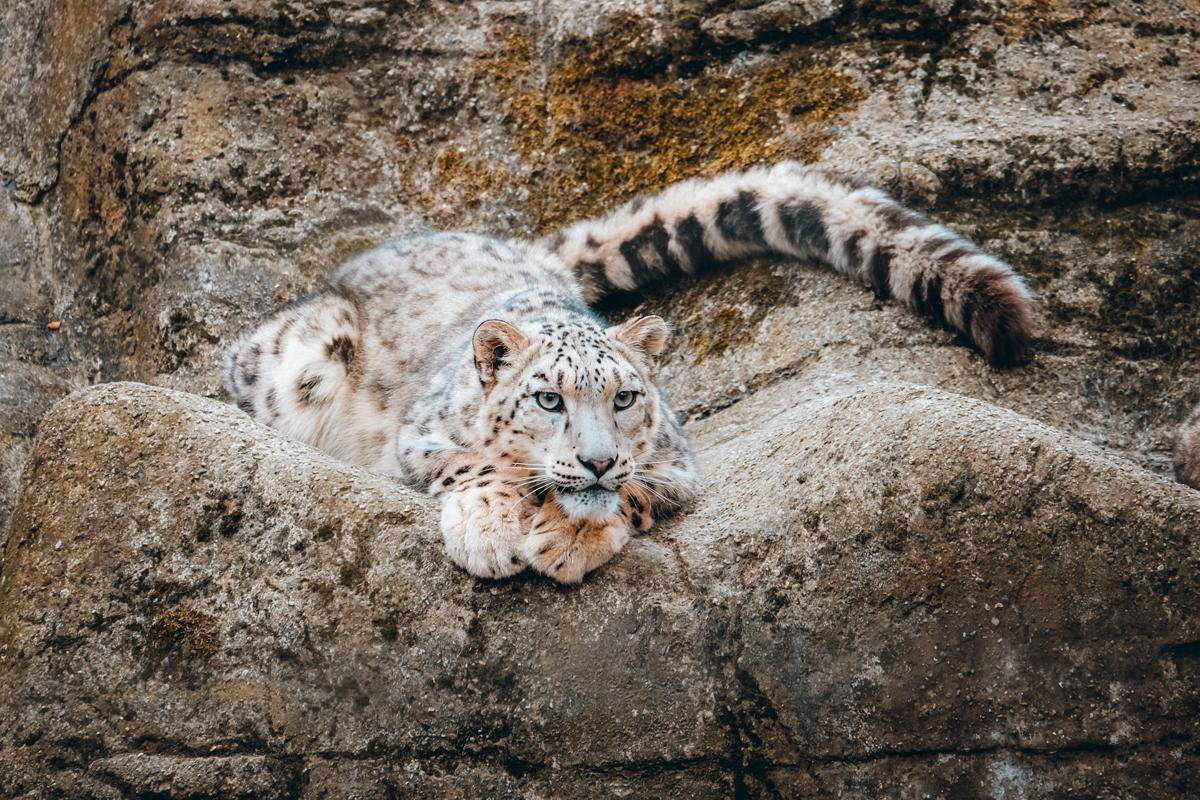 5 Spesies di Kawasan Himalaya yang Bisa Bertahan dalam Kondisi Ekstrem