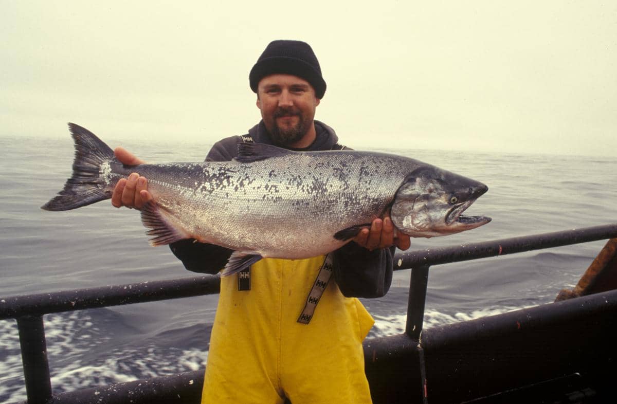 ilustrasi ikan salmon (unsplash.com/NOAA)