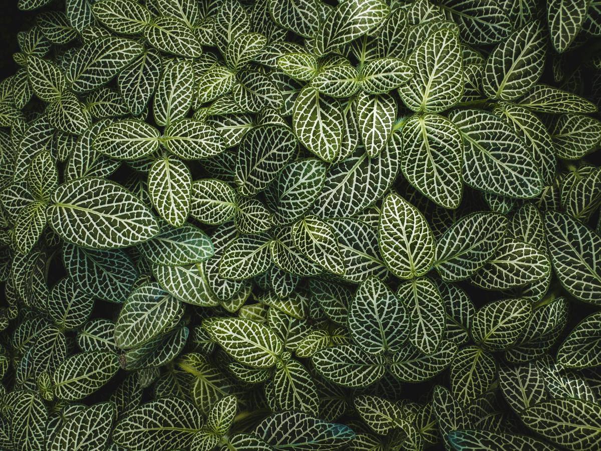 ilustrasi fittonia albivenis (freepik.com/Diana ✨)