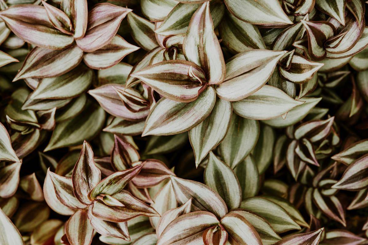ilustrasi tradescantia zebrina (freepik.com/Júlio Riccó)