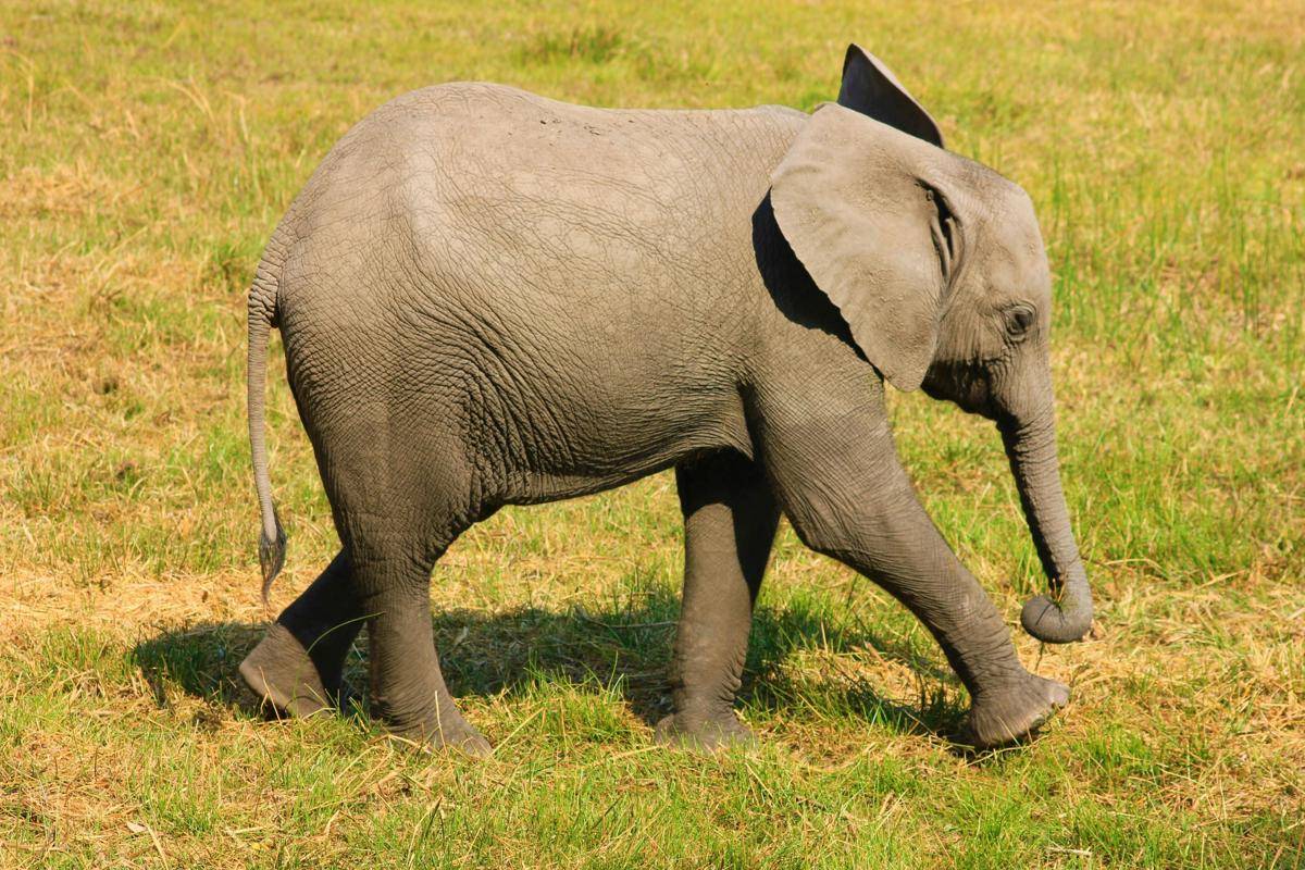 ilustrasi bayi gajah (pexels.com/Roger Brown)