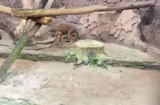 macan ragunan kurus