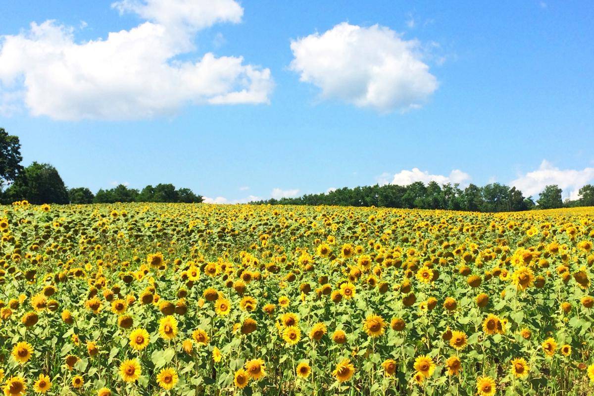 Festival Bunga Matahari Hokuryu, Hokkaido