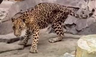 macan ragunan kurus