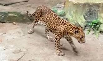 macan ragunan kurus