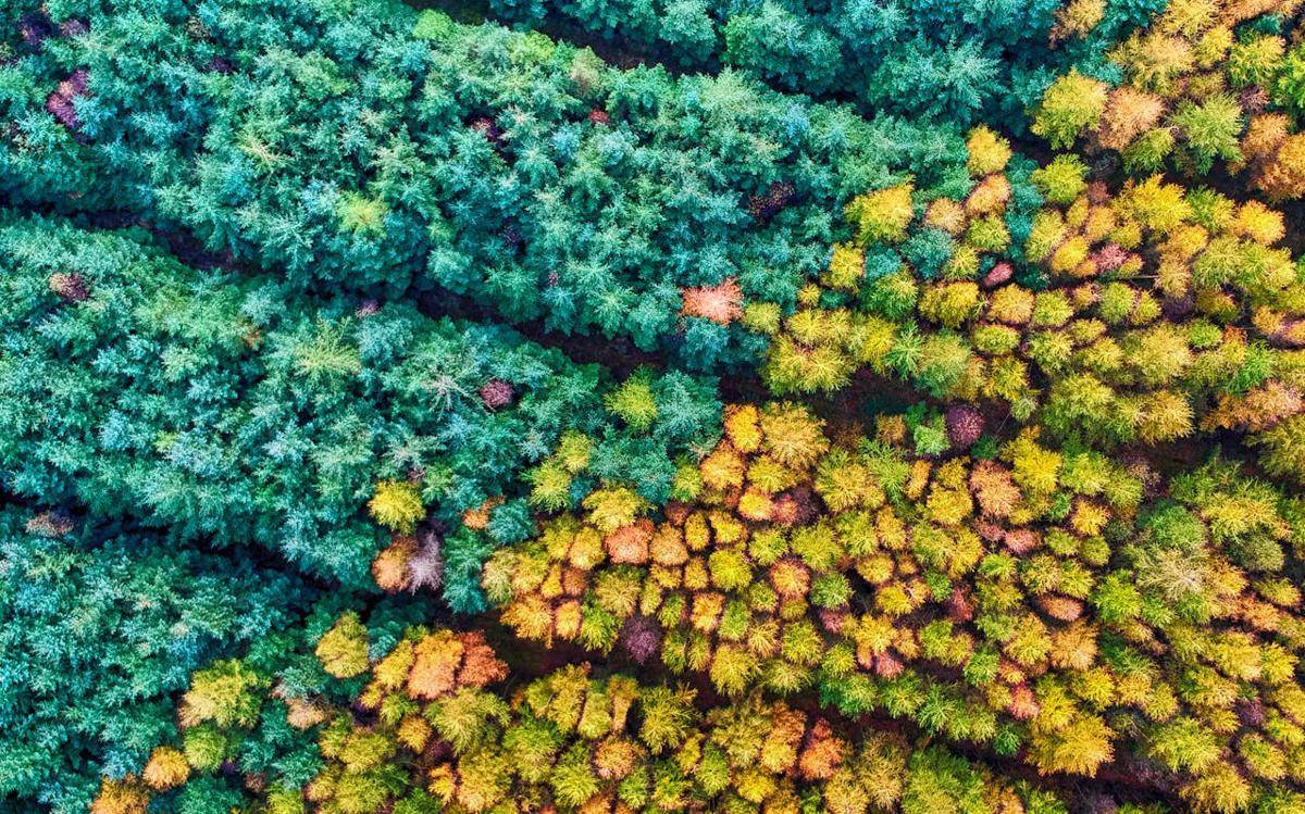 ilustrasi hutan boreal (pexels.com/Red Zeppelin)