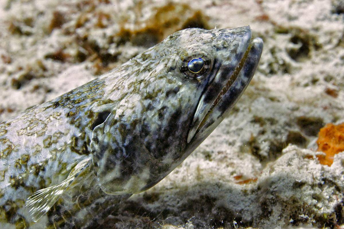 ikan penyelam pasir (commons.wikimedia.org/Atsme)