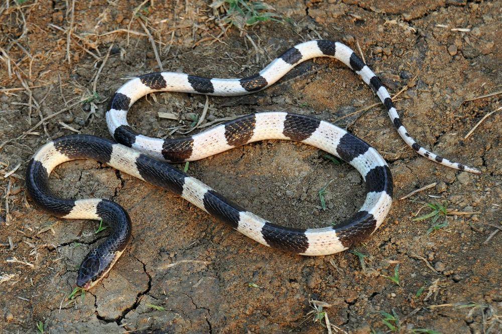 gambar Malayan Krait (commons.m.wikimedia.org/Wibowo Djatmiko)