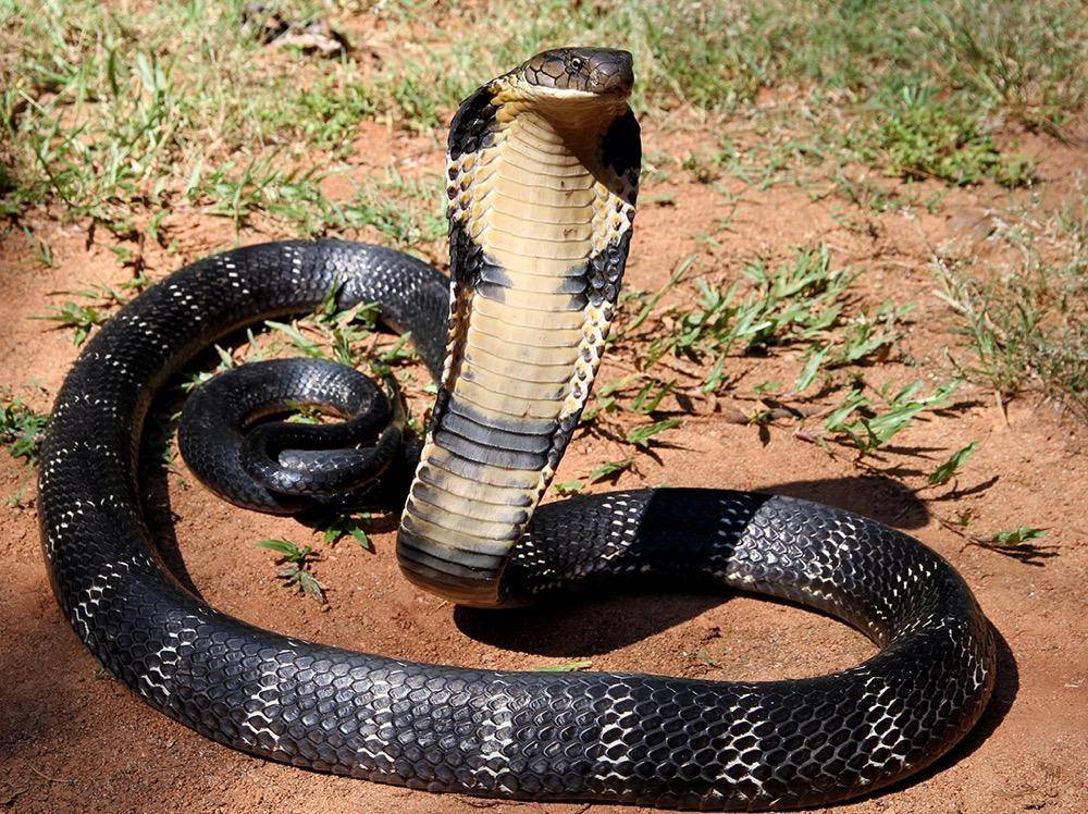 gambar King Cobra (commons.m.wikimedia.org/Michael Allen Smith)