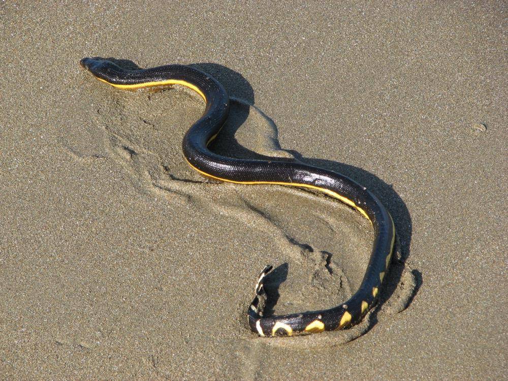 gambar Common Sea Snake (commons.m.wikimedia.org/Aloaiza)