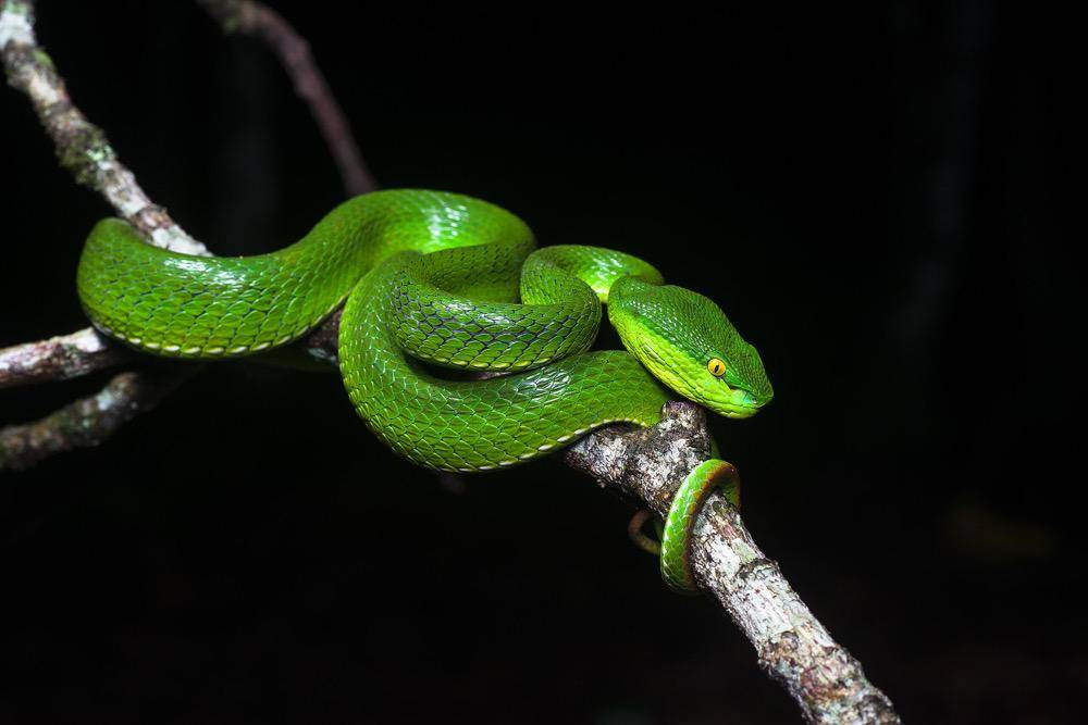 gambar White-lipped Pit Viper (commons.m.wikimedia.org/Rushen)