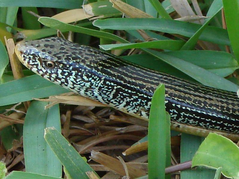 Ilustrasi glass lizard (commons.m.wikimedia.org/en:user:Fl295)