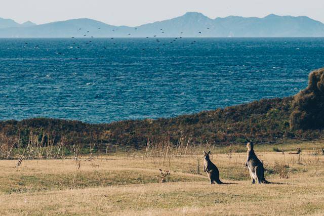 Pulau Maria, Australia (unsplash.com/Fidel Fernando)