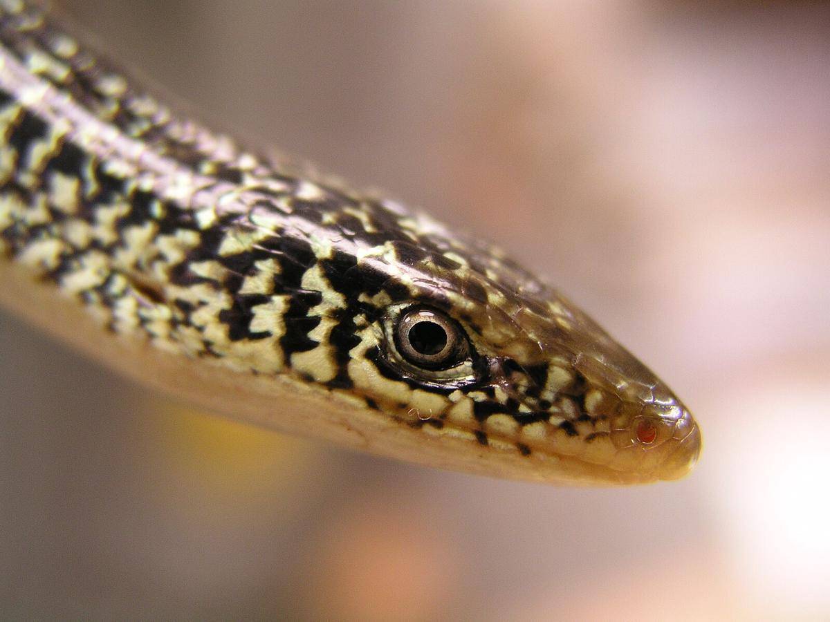 Ilustrasi glass lizard (commons.m.wikimedia.org/Everglades NPS)