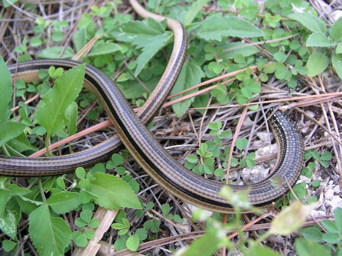 Ilustrasi glass lizard (commons.m.wikimedia.org/Everglades NPS)