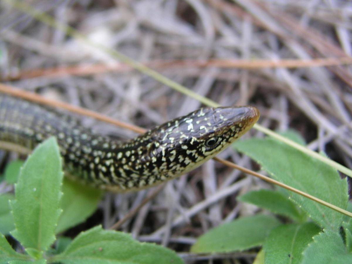 Ilustrasi glass lizard (commons.m.wikimedia.org/Everglades NPS)