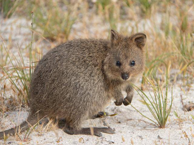 Pulau Rottnest, Australia (unsplash.com/Hongbin)
