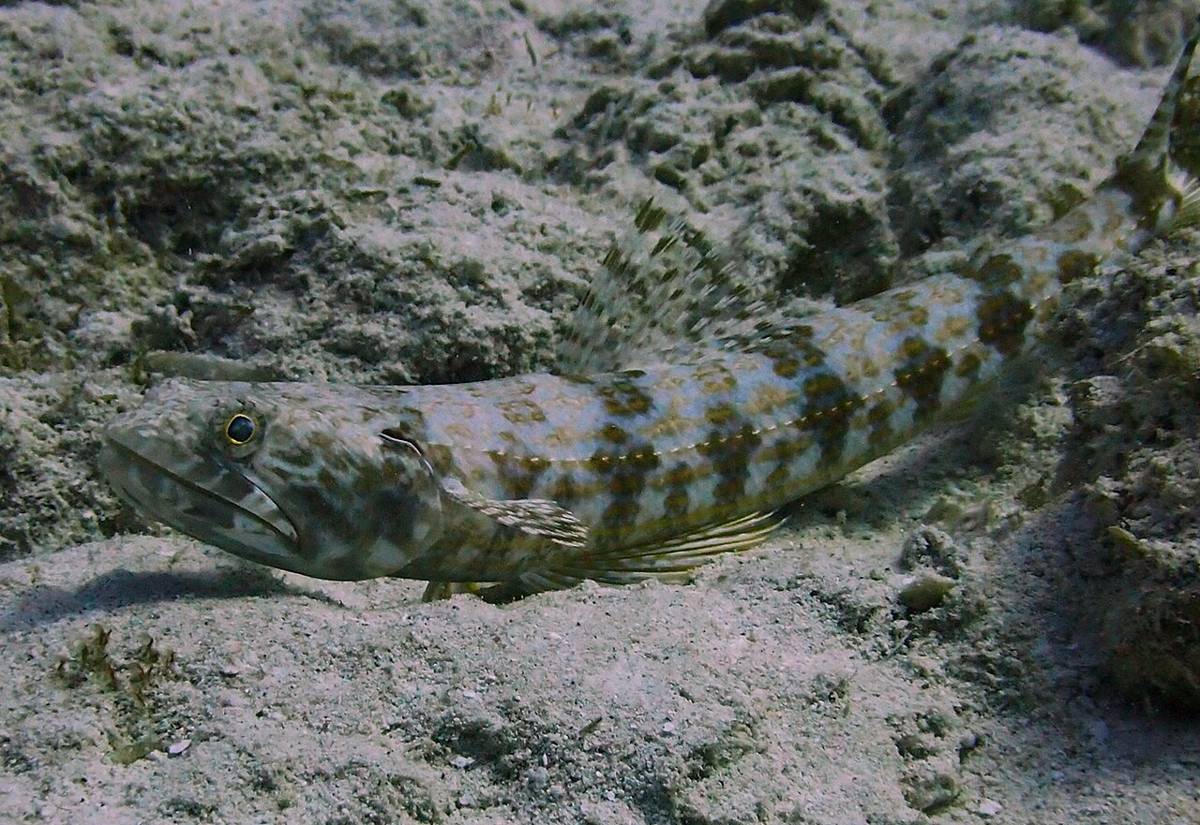 ikan penyelam pasir (commons.wikimedia.org/Dan Schofield)