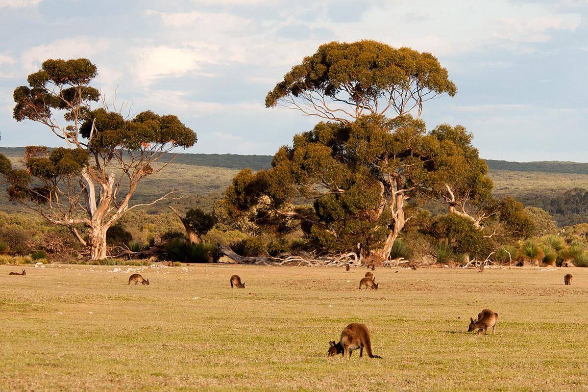 Pulau Kanguru, Australia (commons.m.wikimedia.org/Paul Asman and Jill Lenoble)