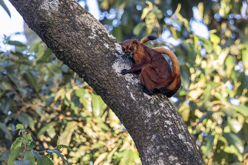 tando merah (inaturalist.org/matthewkwan)