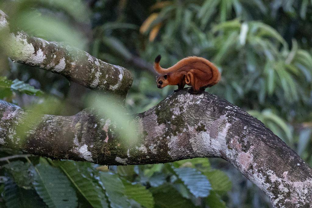 tando merah (inaturalist.org/matthewkwan)