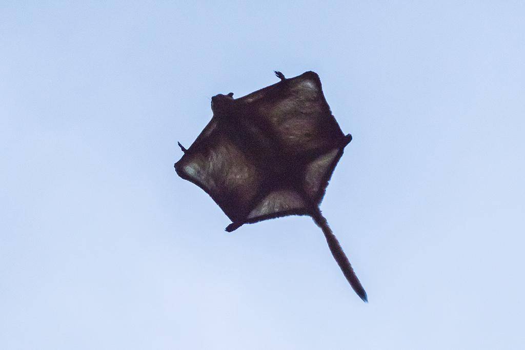 tando merah (inaturalist.org/matthewkwan)
