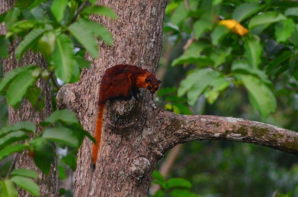 tando merah (inaturalist.org/Christian Schwarz)